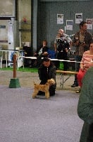 Étalon Lakeland Terrier - Keywest Van foliny home