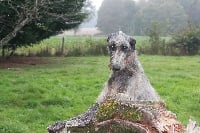 Étalon Levrier Ecossais - gentiehun's Joé