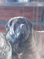Étalon Mastiff - Farouk De la louvagerie