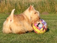 Étalon Scottish Terrier - Grace du Mat des Oyats
