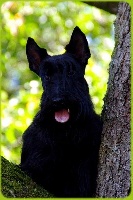 Étalon Scottish Terrier - Excalibur du Harpouy D'Auzan
