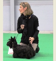 Étalon Scottish Terrier - Heather du Moulin de Mac Grégor