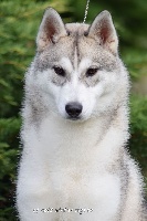 Étalon Siberian Husky - Just like a dream dite tea Of pack-ice wolves
