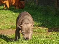 Étalon Staffordshire Bull Terrier - Everybody's Got Ivy