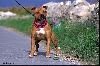 Étalon Staffordshire Bull Terrier - vangerbull Queen khaleesi