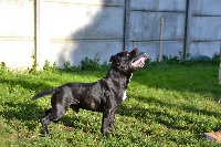 Étalon Staffordshire Bull Terrier - Kimbo slice of ambassador sun