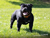Étalon Staffordshire Bull Terrier - Ghetto Of Staffy's Familly