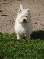 Étalon West Highland White Terrier - Idylle De la chalerie
