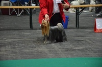 Étalon Yorkshire Terrier - Jch lamiral du galop du globe