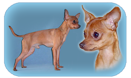 CH. Mister iks dla kolesa fortuni