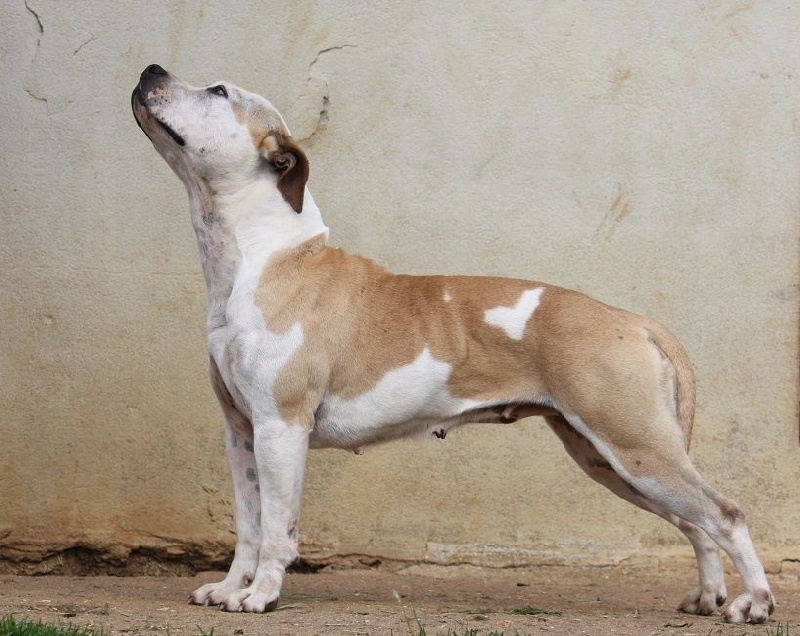 Publication : Of Queen Georgia Auteur : of queen georgia