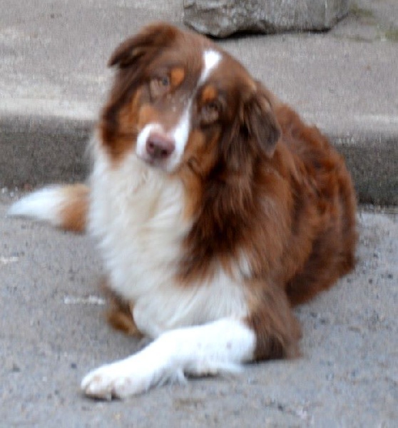  Auteur : Hélène Lamerenx