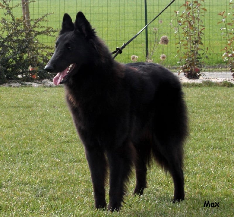 Publication : des Loups De Mousette Auteur : Max