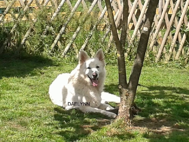 Daëlynn-gwen de la baie des blancs