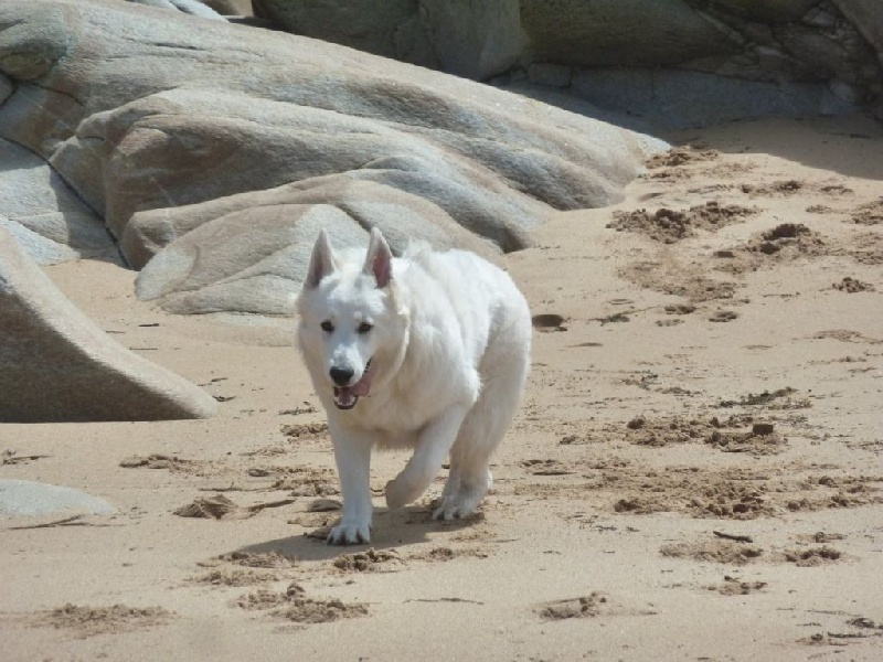 Publication : du bois trinitin