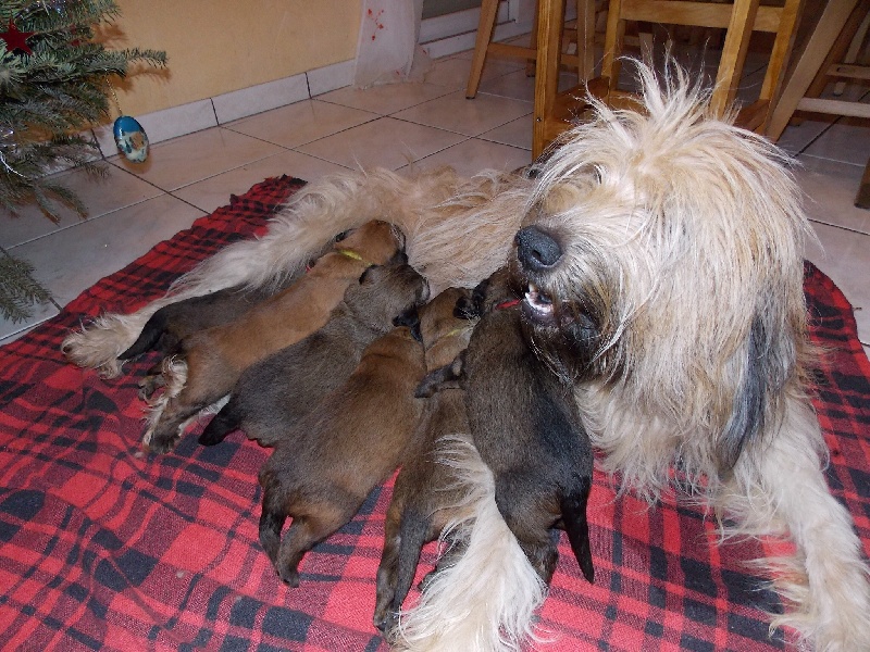 Publication : Du Pays Glazik Auteur : Yohann 