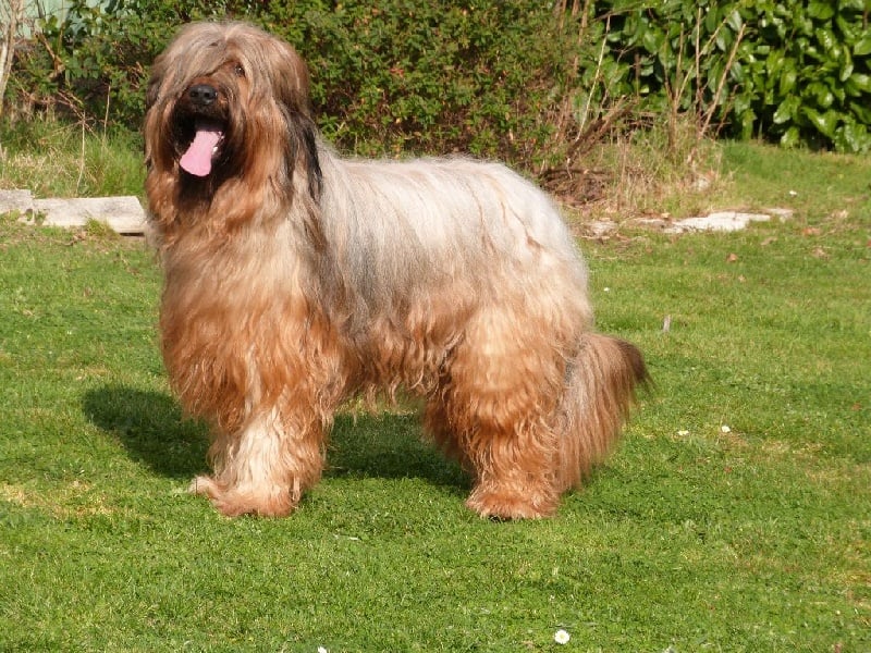 Hapache goldblond De la tour saint genin