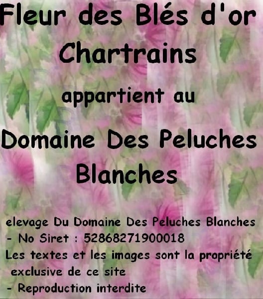 Publication : Du Domaine Des Peluches Blanches Auteur : Mme Meresse Ida
