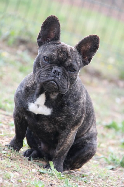 Isadora du Clos Des Caprices Du Sud