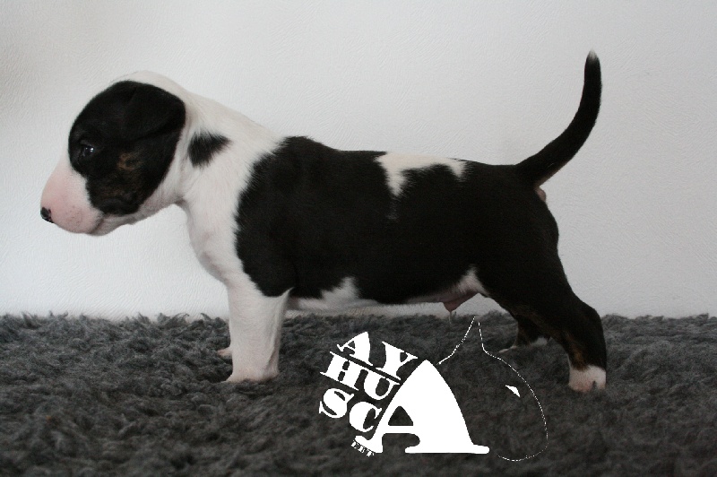 Publication : Ayahuasca 