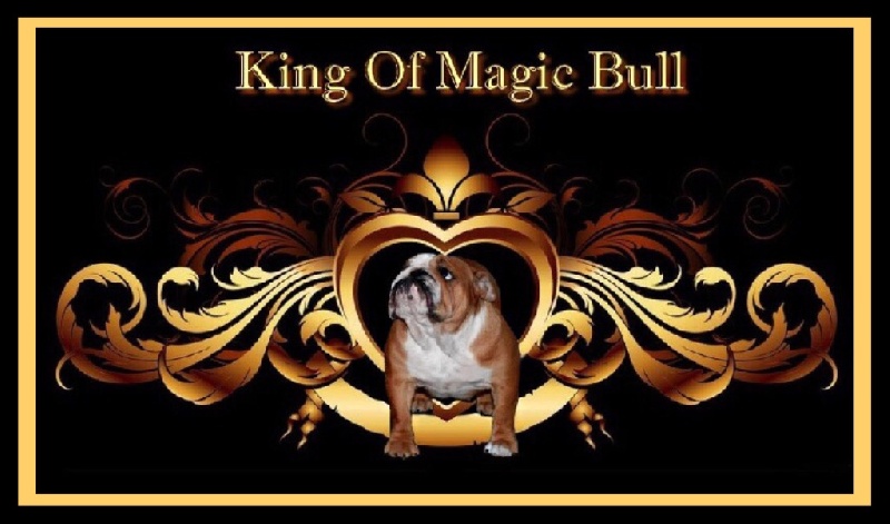 Publication : King of Magic Bull Auteur : Daphné Loudoux