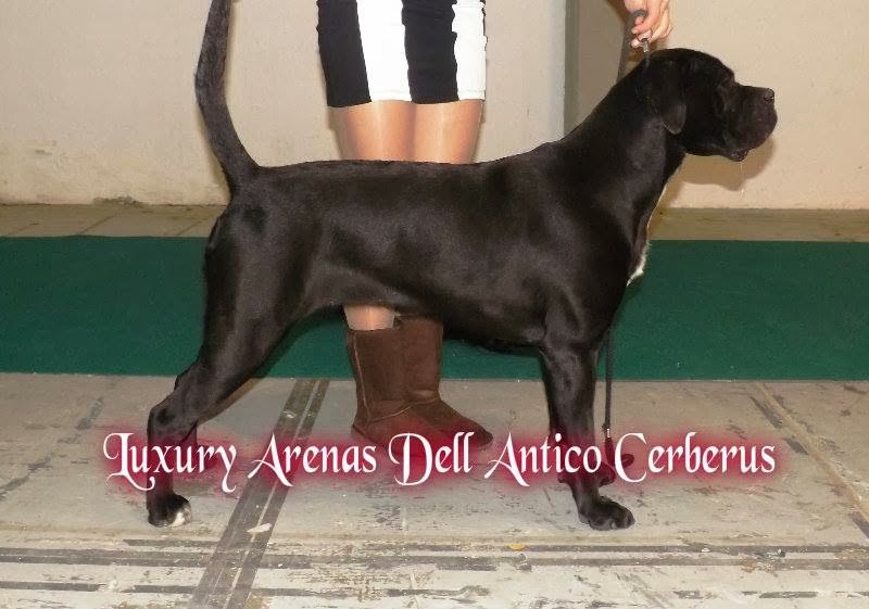 Publication : Das Arenas Da Caparica Auteur : Nicolas Banza