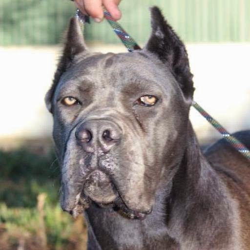 Publication : Das Arenas Da Caparica Auteur : nicolas banza