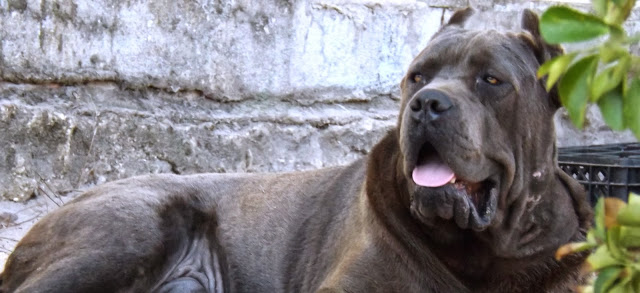 Publication : Das Arenas Da Caparica Auteur : Nicolas Banza