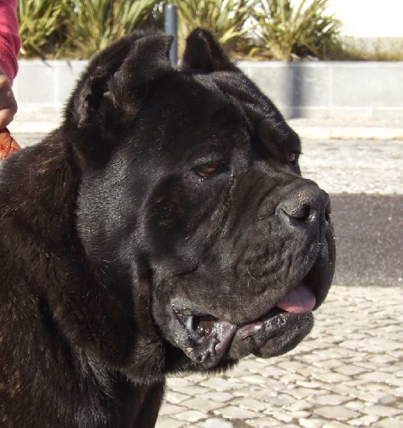 Publication : Das Arenas Da Caparica Auteur : Nicolas Banza