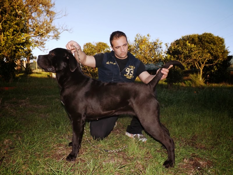 Publication : Das Arenas Da Caparica Auteur : Nicolas Banza