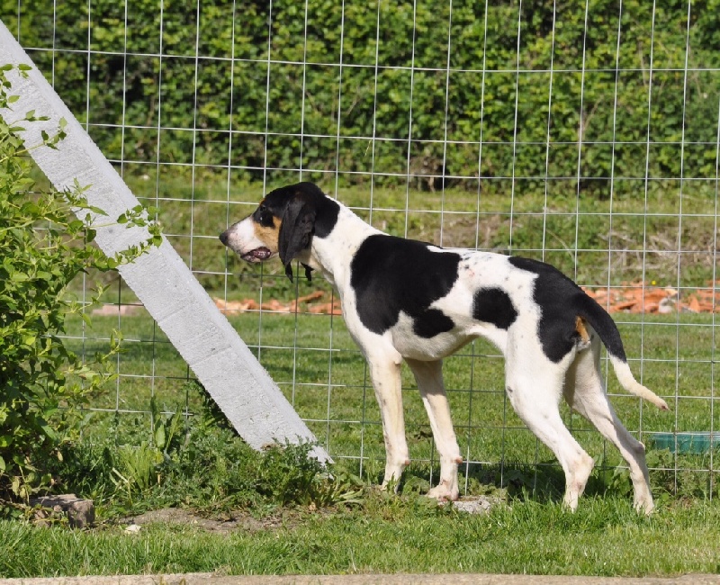 Publication : du Puy Brandet