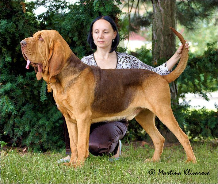 Frederik roia spirit of bloodhound