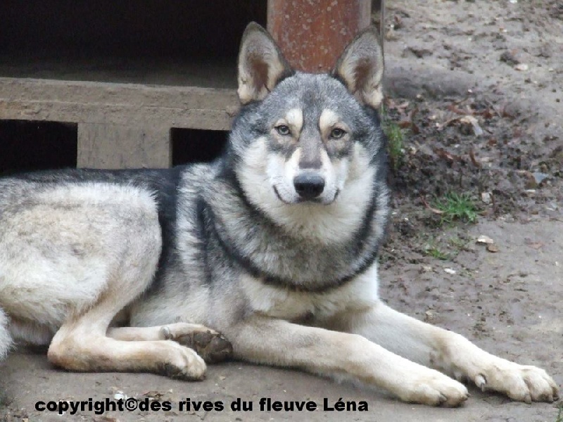 Publication : Des Rives Du Fleuve Léna