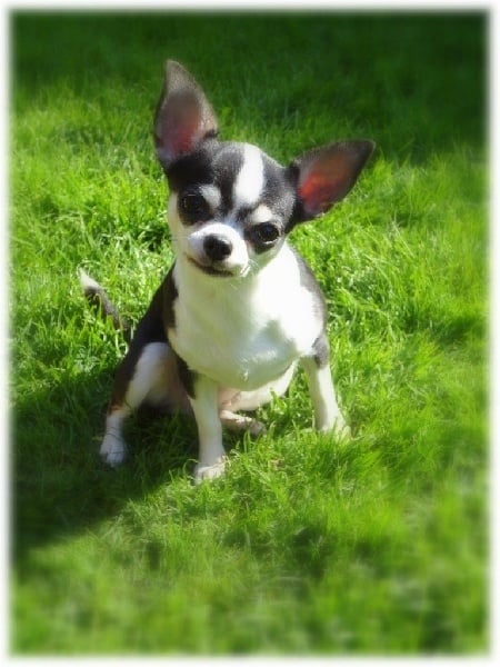 berco's Fééria of eden angel