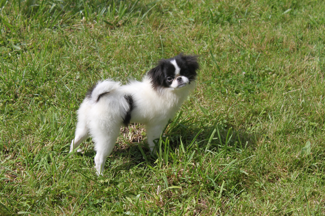 Publication : Des Dragons Maya Auteur : RICHARD FLORENCE