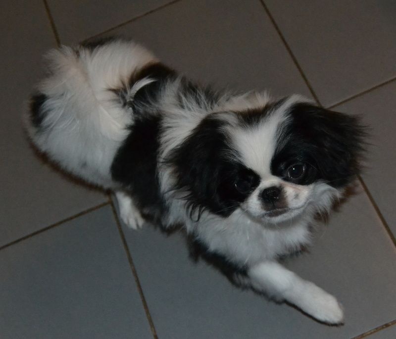 Publication : Of Royal Blue Angel 