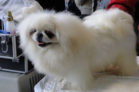 Publication : du domaine du blanc-nez Auteur : e. richard