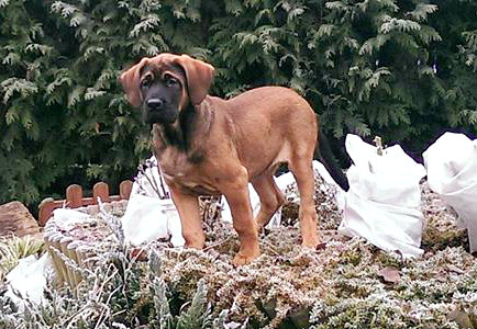 Publication : Z Horowych Bagien 