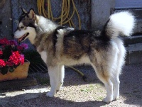 Étalon Alaskan Malamute - Hit wiked witch of Greystone Shadow