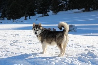 Étalon Alaskan Malamute - Ilannaq forever De La Coleen d'Urok