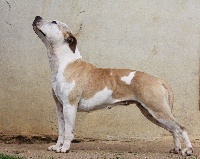 Étalon American Staffordshire Terrier - Ghost face Of Queen Georgia