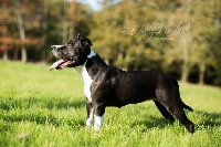 Étalon American Staffordshire Terrier - Eika d'Ashakiran Blue