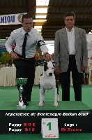 Étalon American Staffordshire Terrier - CH. Multi puppy bis.imperatrice balkan staff Royal Montenegro