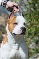 Étalon American Staffordshire Terrier - CH. Jchanel of ural staff balkan s Royal Montenegro