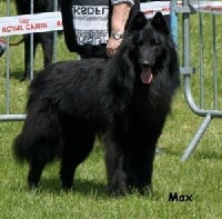 Étalon Berger Belge - Garcia el sargento des Loups De Mousette