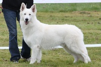 Étalon Berger Blanc Suisse - Inouk Des Blancs Du Hattgau