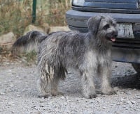 Étalon Berger des Pyrenees à poil long - Fybee dite fède du Champ D'Onix