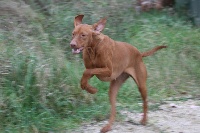 Étalon Braque hongrois à poil court (Vizsla) - TR. Hawai du hameau de bellacourt