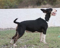 Étalon Bull Terrier Miniature - Dreams Of A Day Hemeraude