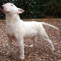 Étalon Bull Terrier - Chanel (Sans Affixe)